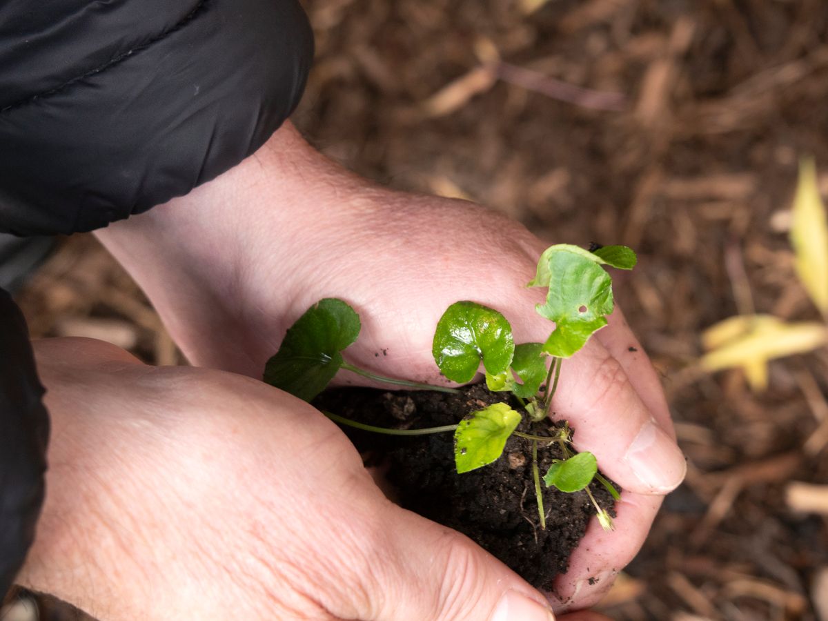 Hands planting a seedling